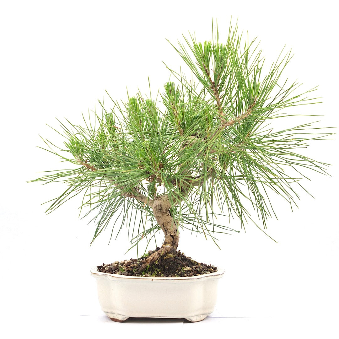 Japanische Schwarzkiefer 'Pinus thunbergii'
